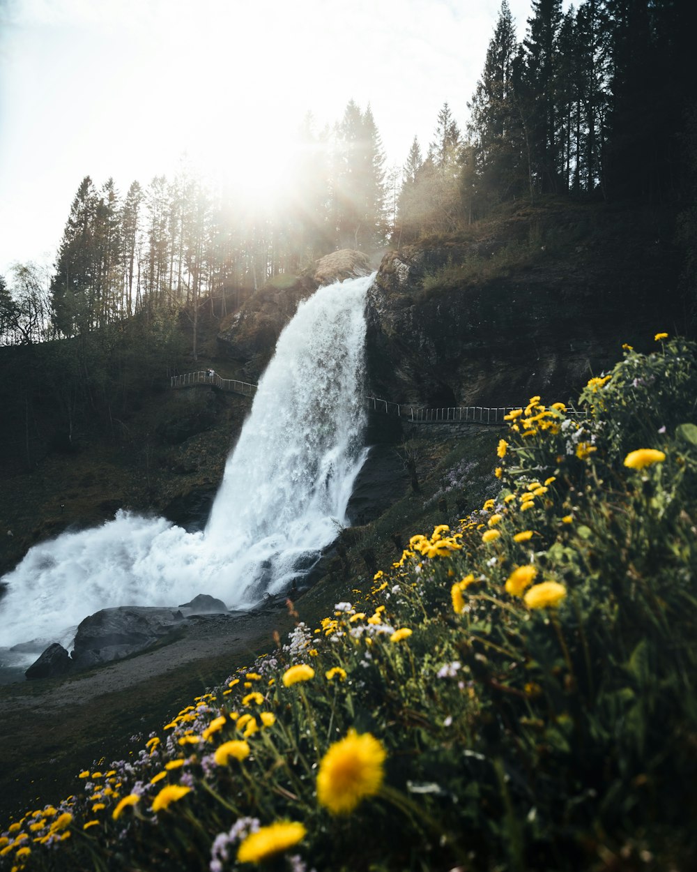 yellow flowers near waterfalls during daytime