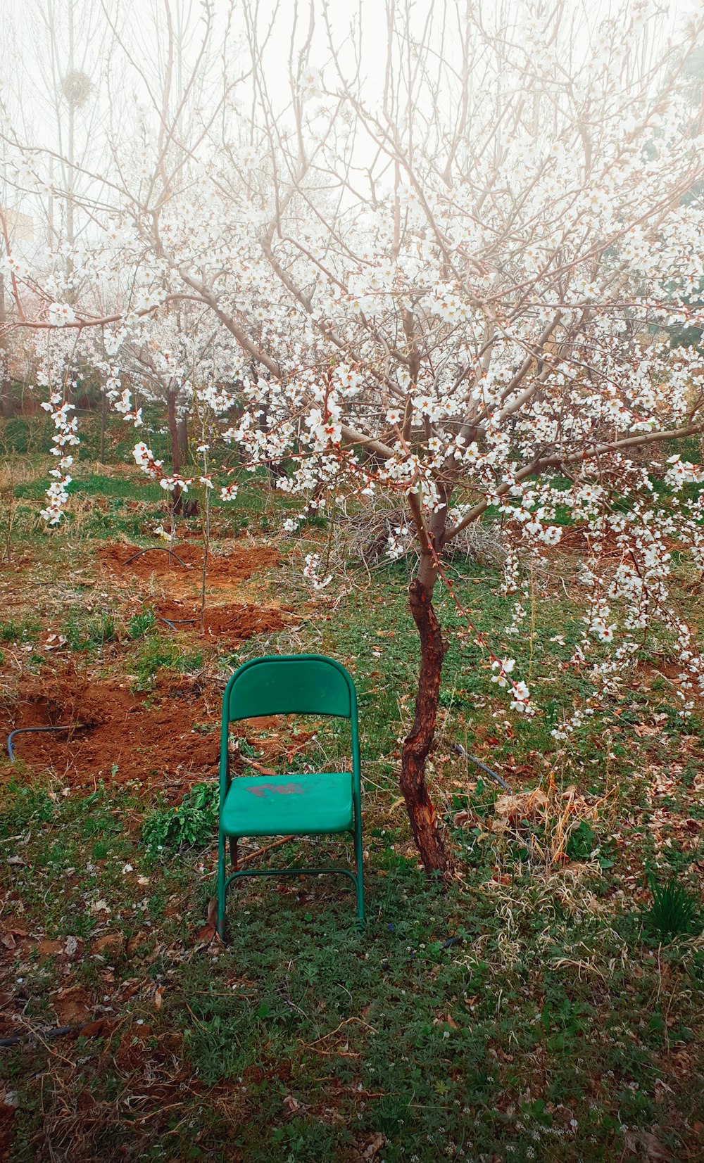 blue and black folding chair under brown tree