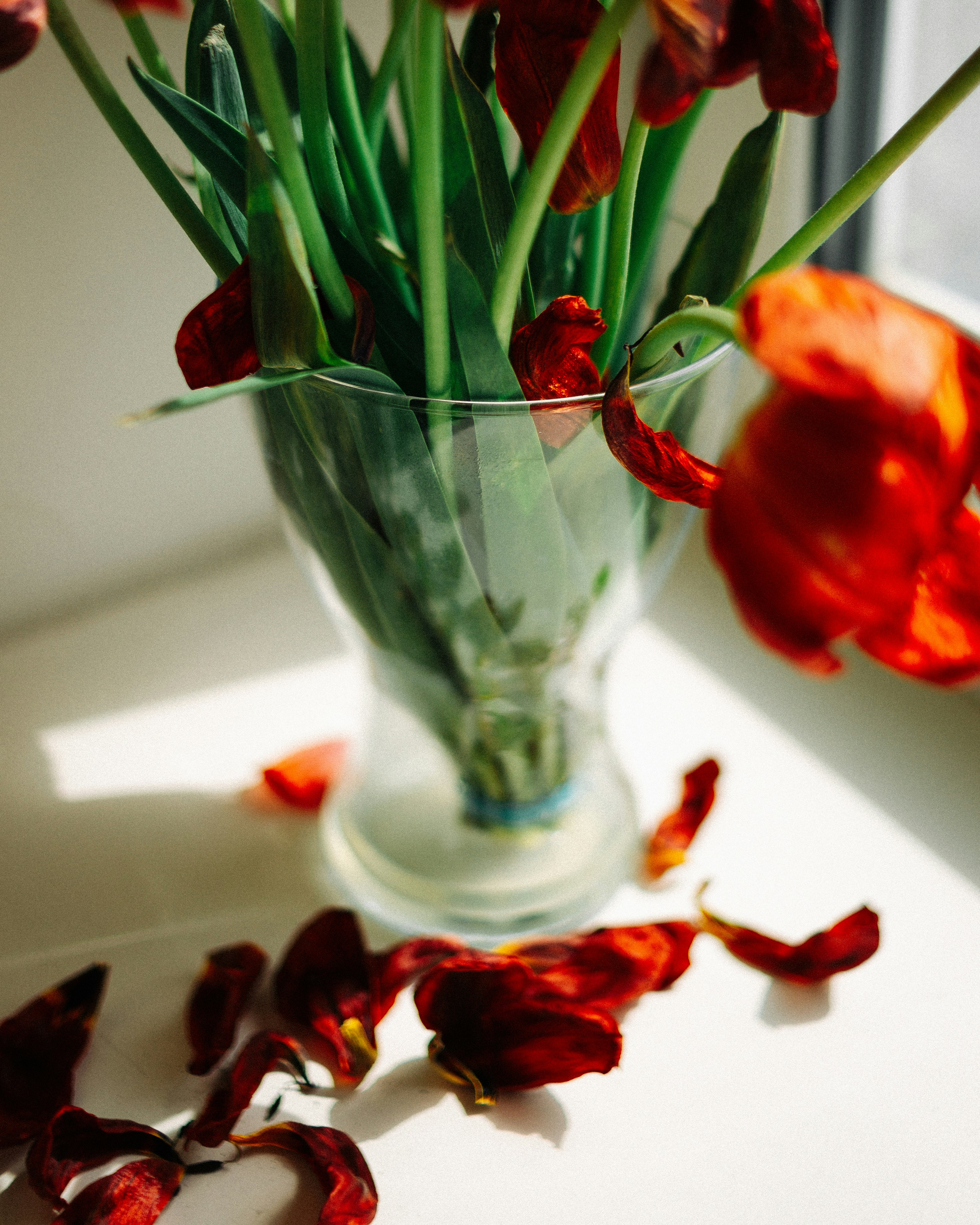 red flower in clear glass vase