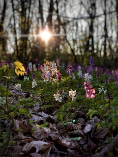 Sunlight filtering through the leaves onto a vibrant patch of wildflowers in the garden.