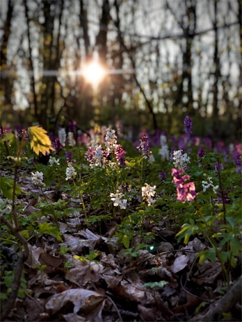Sunlight filtering through the leaves, illuminating a quiet corner of the lot with wildflowers and native plants.