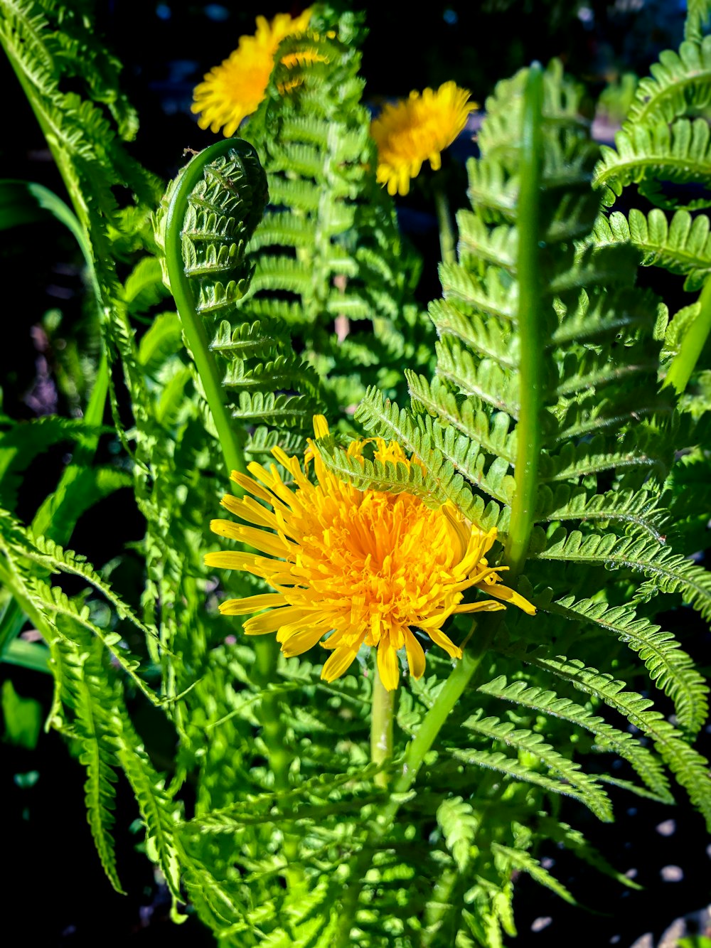 yellow flower in green leaves