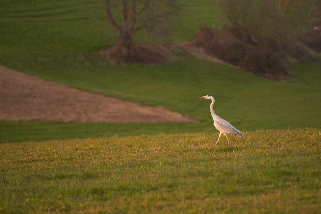 white bird on green grass field during daytime