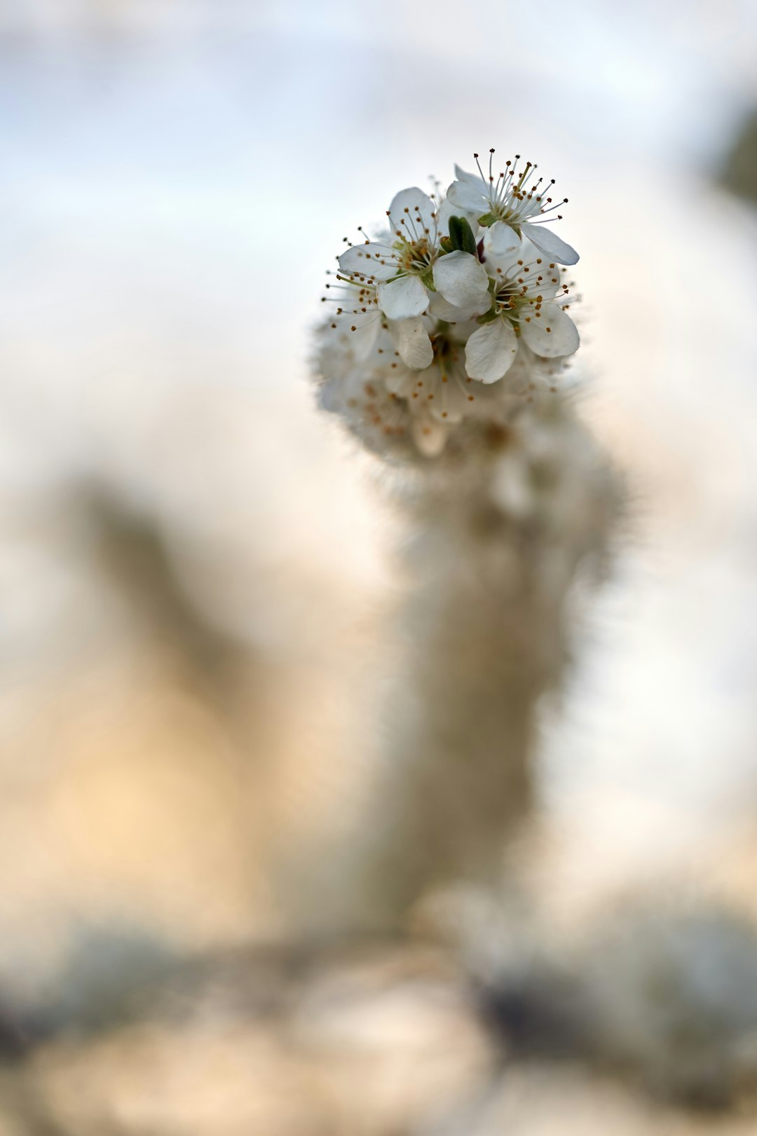 white flower in tilt shift lens