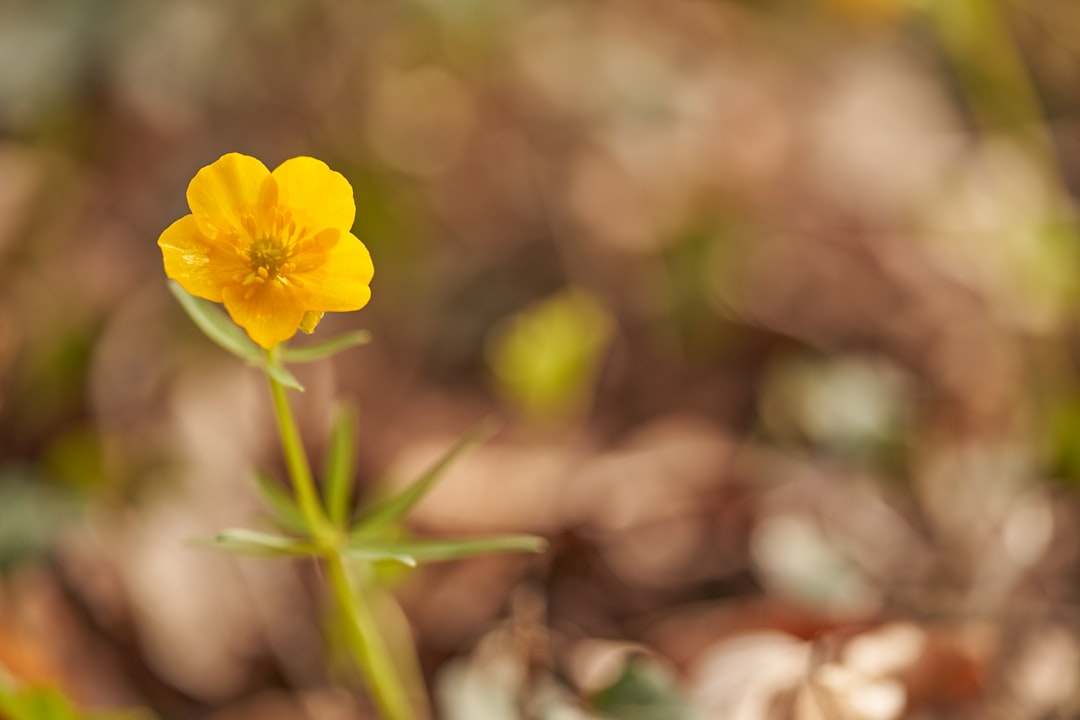 yellow flower on brown and white stones