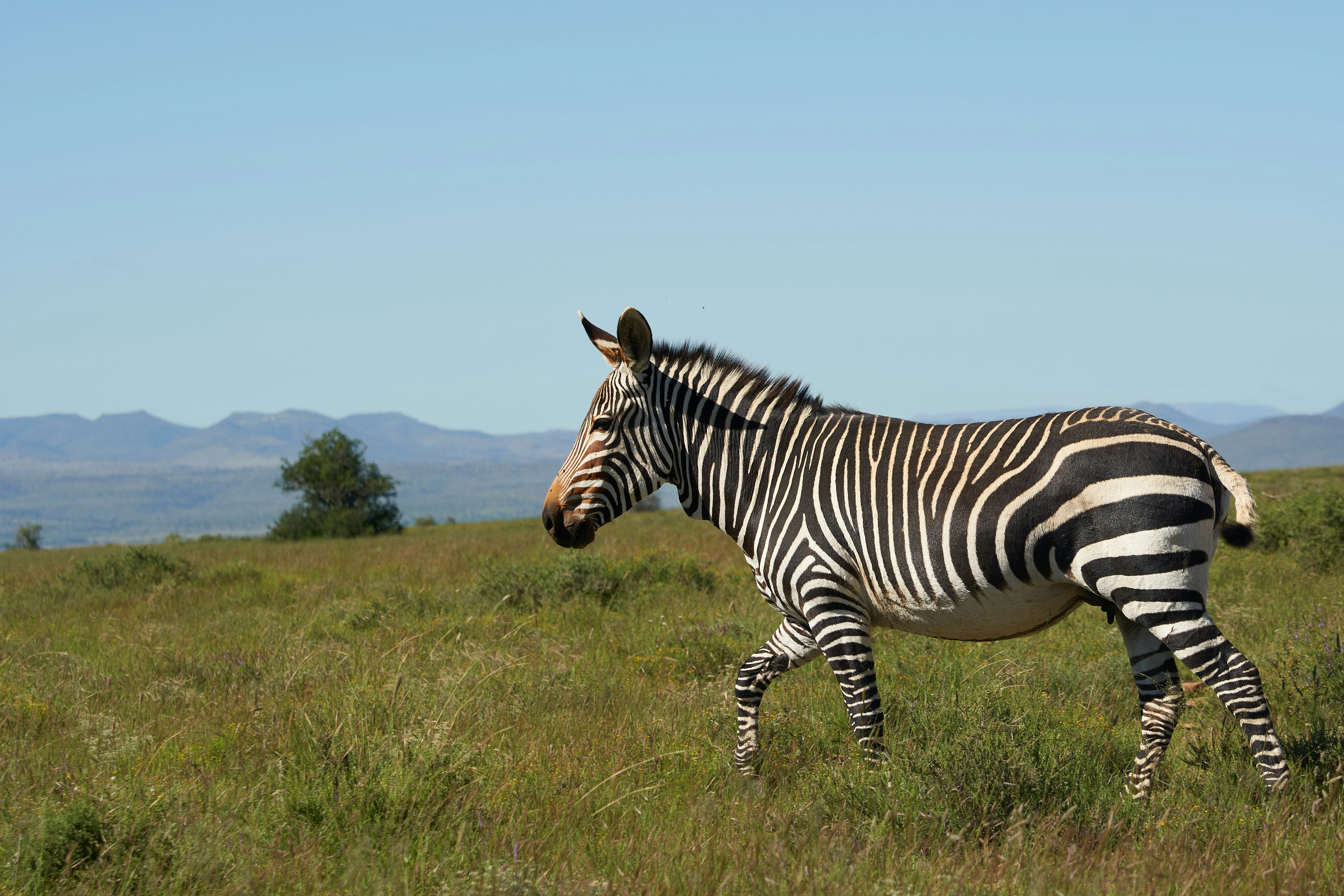 Photo by wolfgang_hasselmann