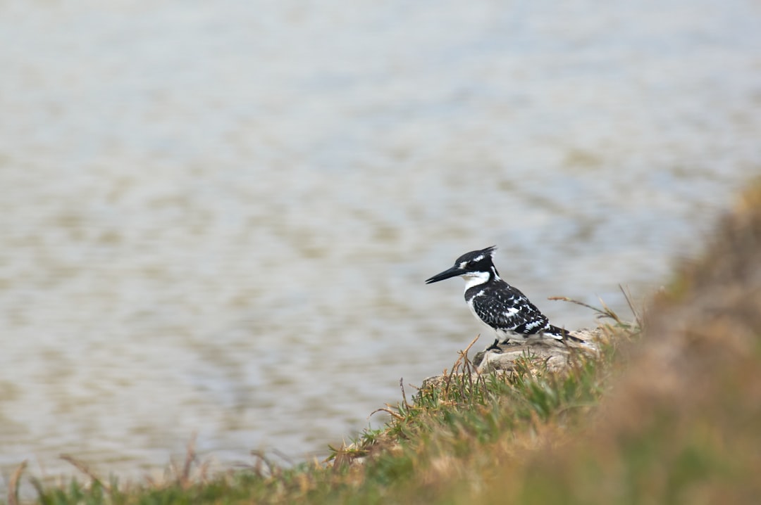 black and white bird on brown grass during daytime