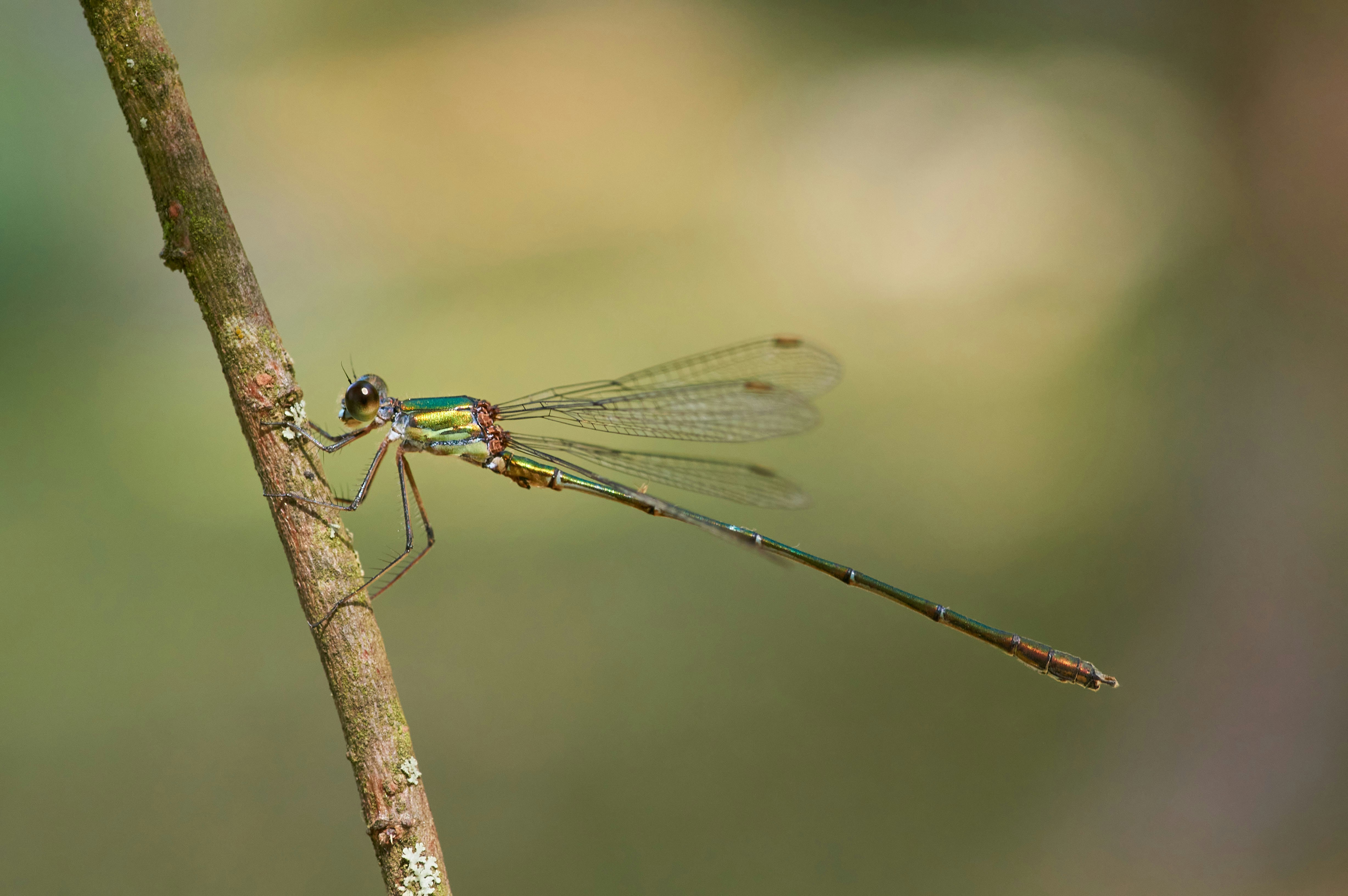 Photo by wolfgang_hasselmann