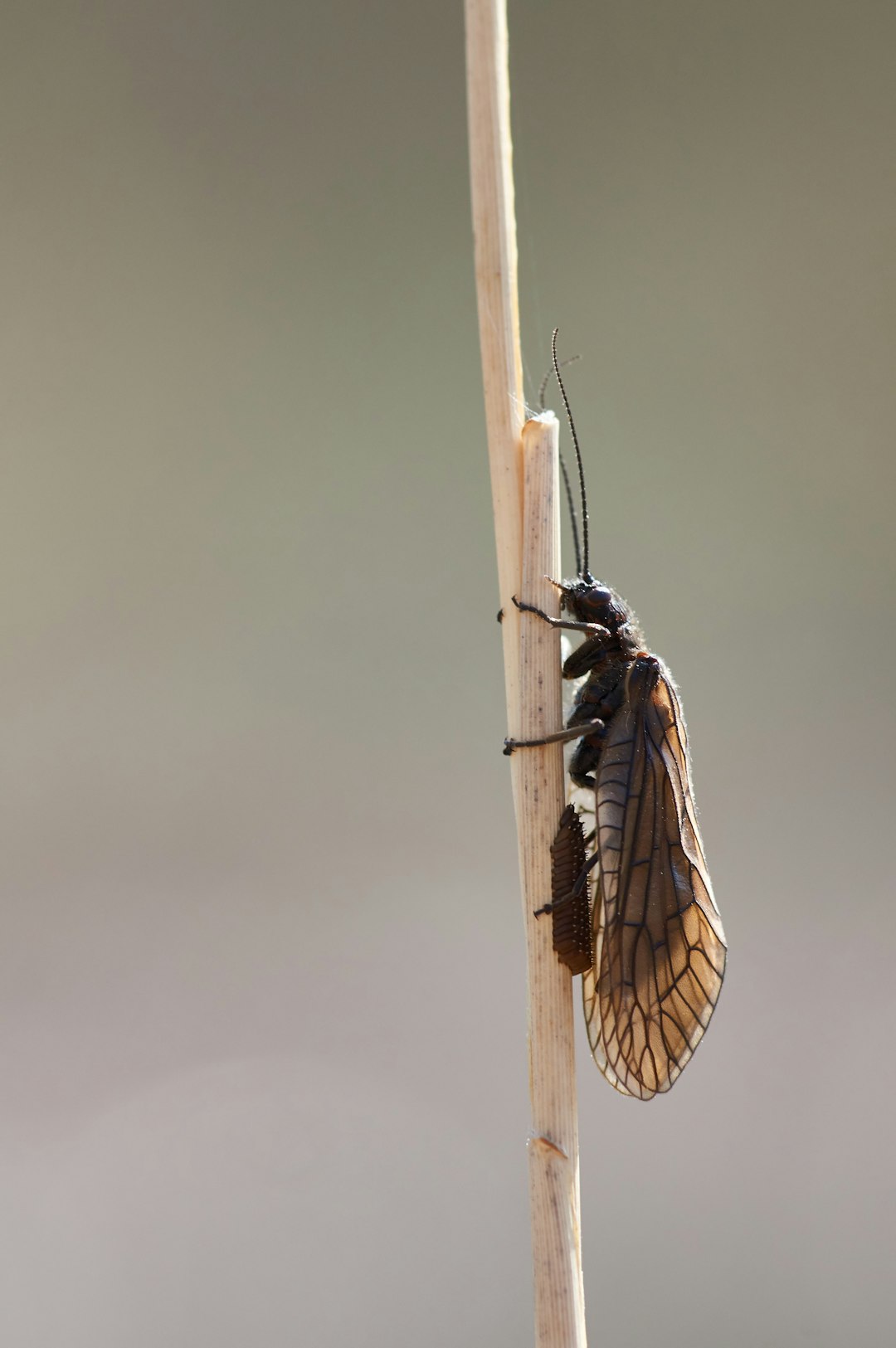 black and brown insect on brown stick