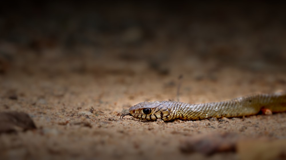 brown and black snake on brown sand