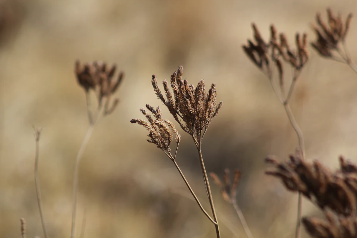Close-up of ripe wheat ears