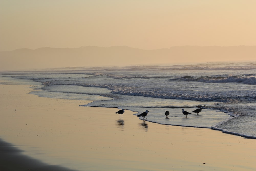 three birds on beach during daytime