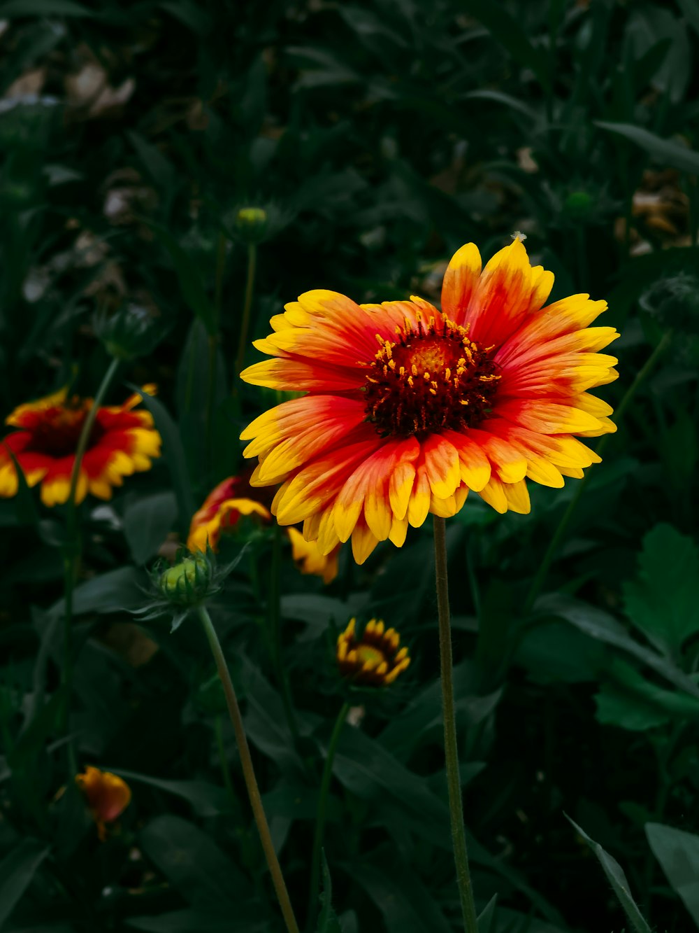 red and yellow flower in tilt shift lens