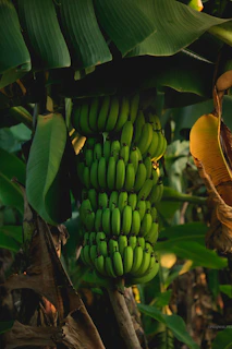 Bunches of ripe Cavendish bananas hanging in a sunlit tropical farm setting.