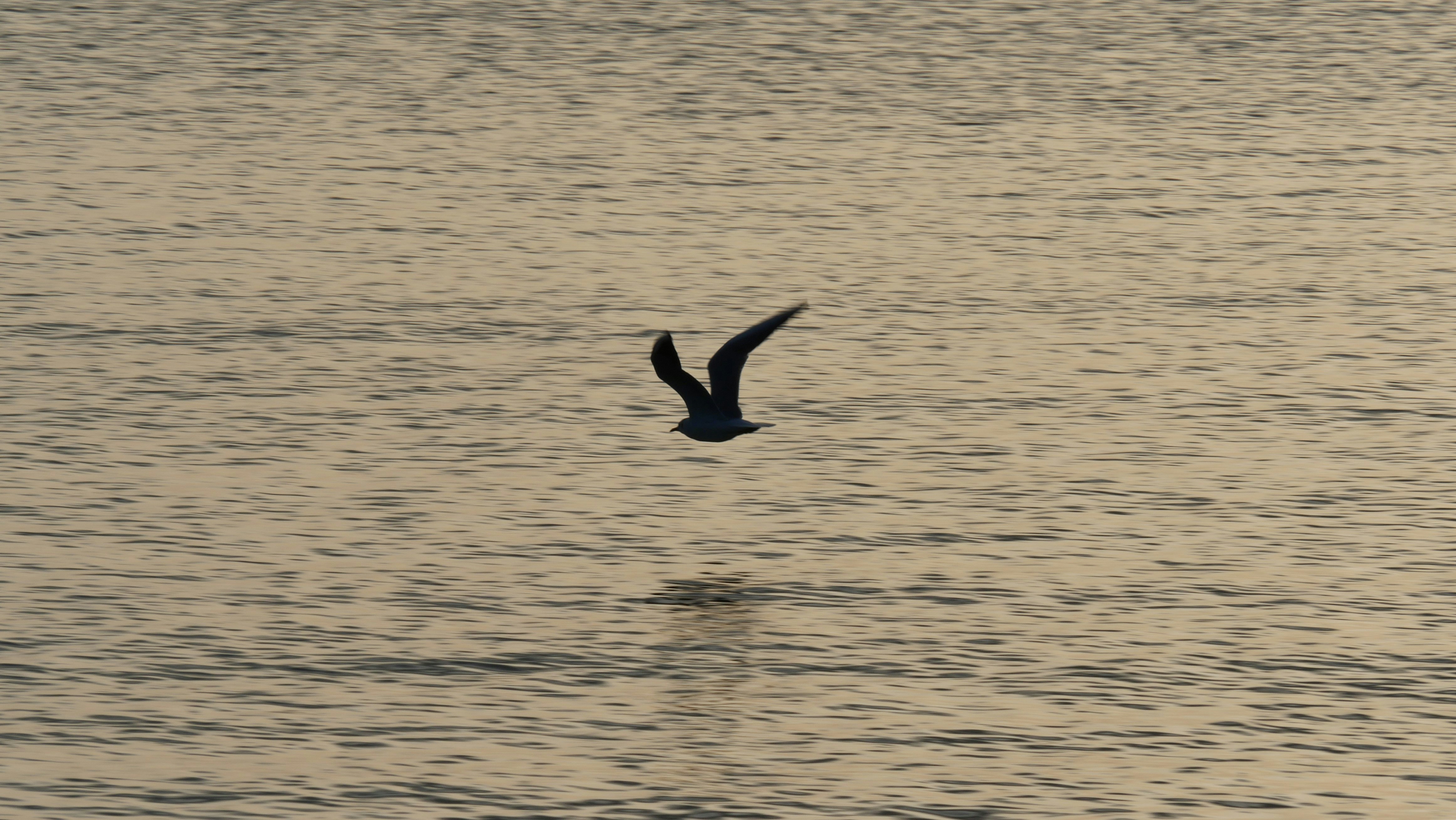 Photo by nimbus_vulpis