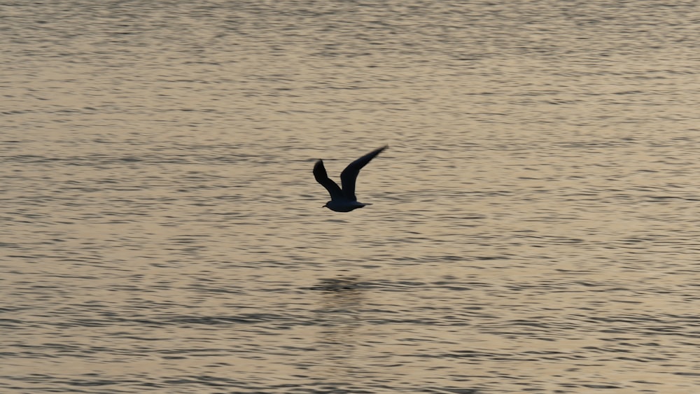 Pato negro en el agua durante el día