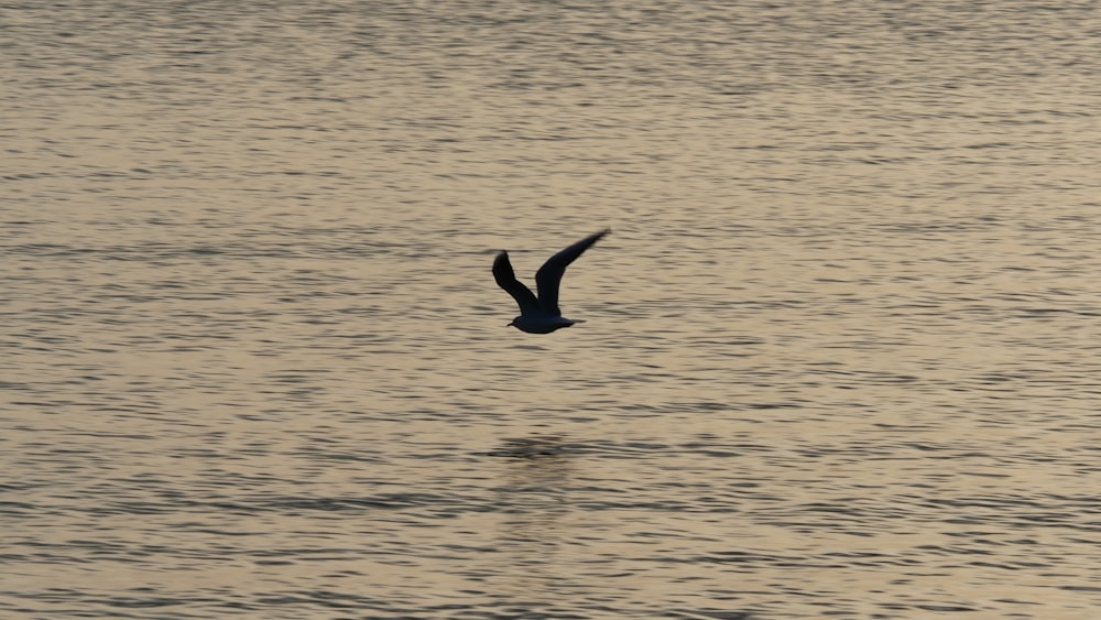 Schwarze Ente tagsüber auf dem Wasser