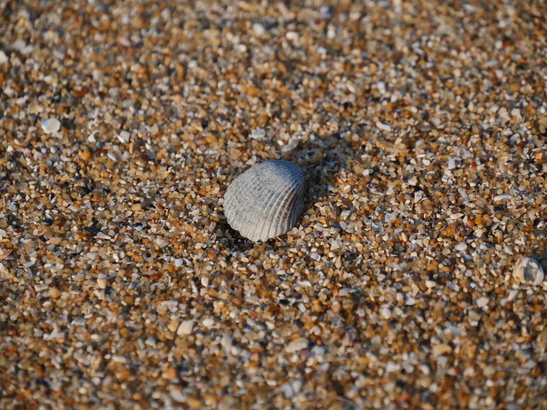 white and gray seashell on brown and black pebbles