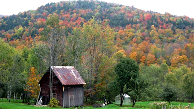 A rustic shed with a charming porch, surrounded by tall trees on a sunny day.