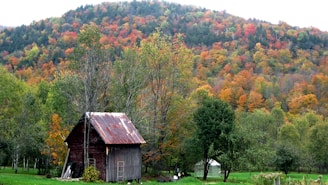 A freshly built wooden shed with a rustic finish surrounded by green grass.