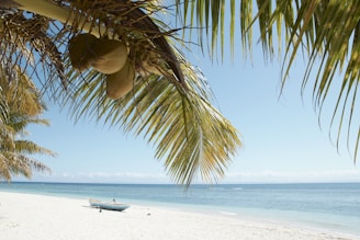 white and black boat on beach during daytime