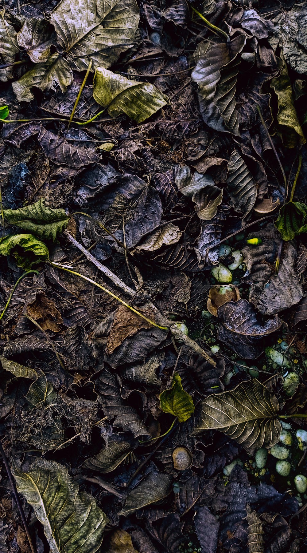 green and brown leaves on ground