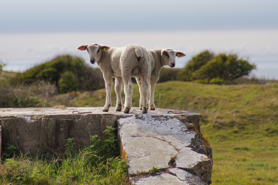 white sheep on green grass during daytime