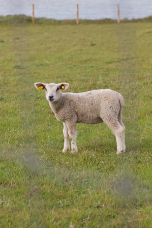 A young lamb stands in the middle of a green grassy field, looking towards the camera. The lamb has short, light wool and bright yellow ear tags. In the background, there is a wire fence and a slightly blurred view of more grass and a body of water.