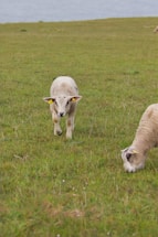 A young lamb and another sheep graze on a lush green field with water visible in the background. The lamb has a curious stance, looking directly forward, while the other sheep is focused on eating the grass.