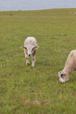 A young lamb and another sheep graze on a lush green field with water visible in the background. The lamb has a curious stance, looking directly forward, while the other sheep is focused on eating the grass.