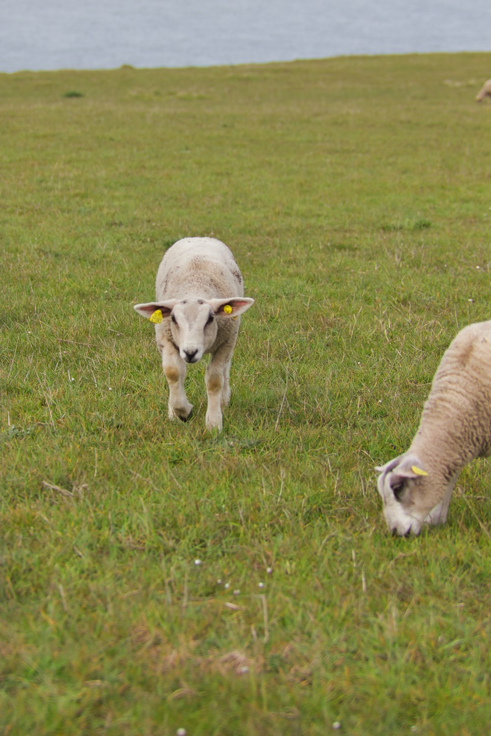 white sheep on green grass field during daytime