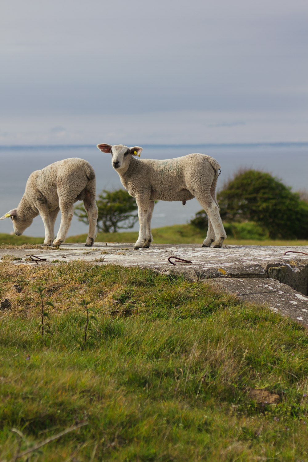 white sheep on green grass field during daytime