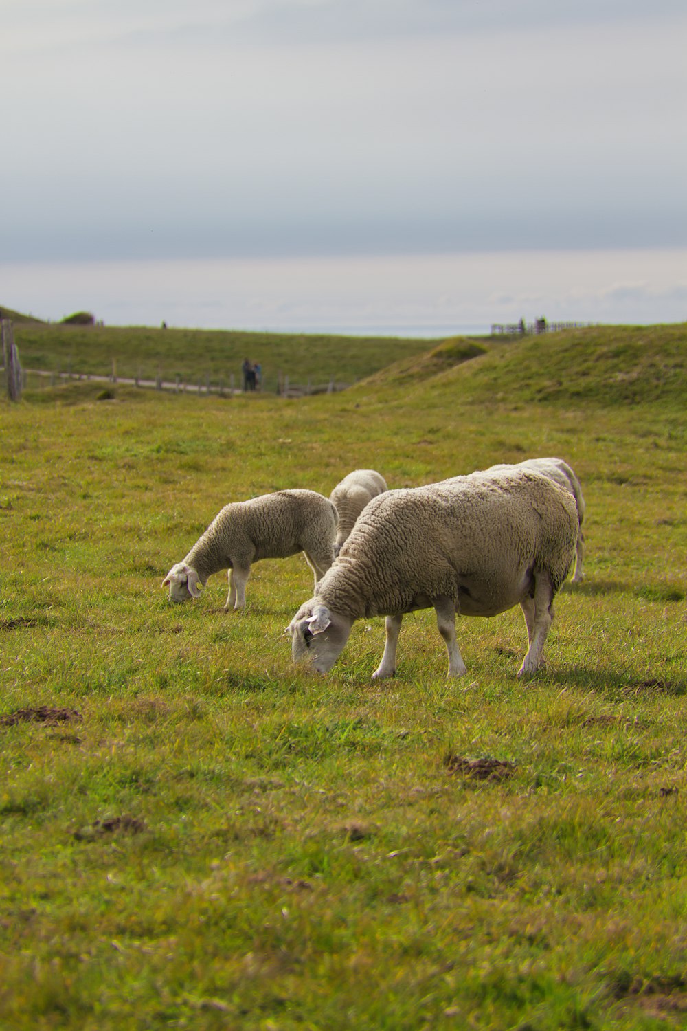 herd of sheep on green grass field during daytime