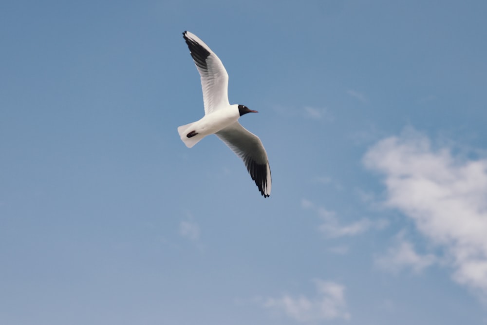 gaivota branca voando sob o céu azul durante o dia