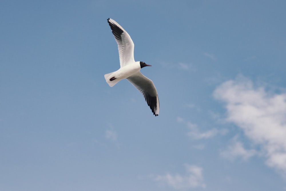 white gull flying under blue sky during daytime