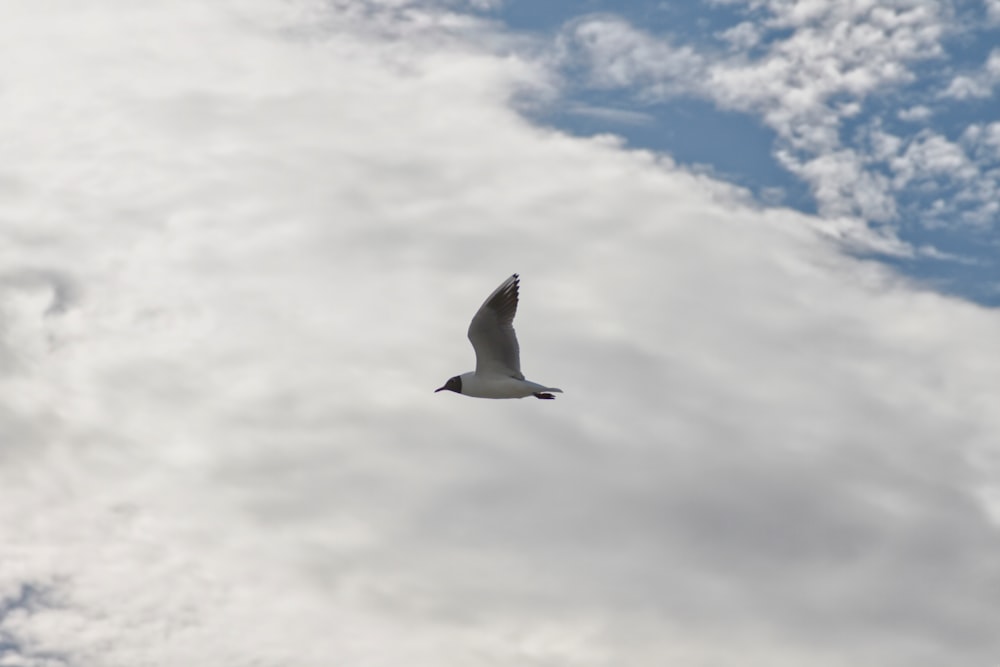 white and black bird flying under white clouds during daytime