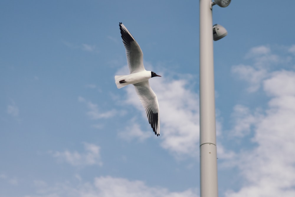 white and black bird flying under blue sky during daytime