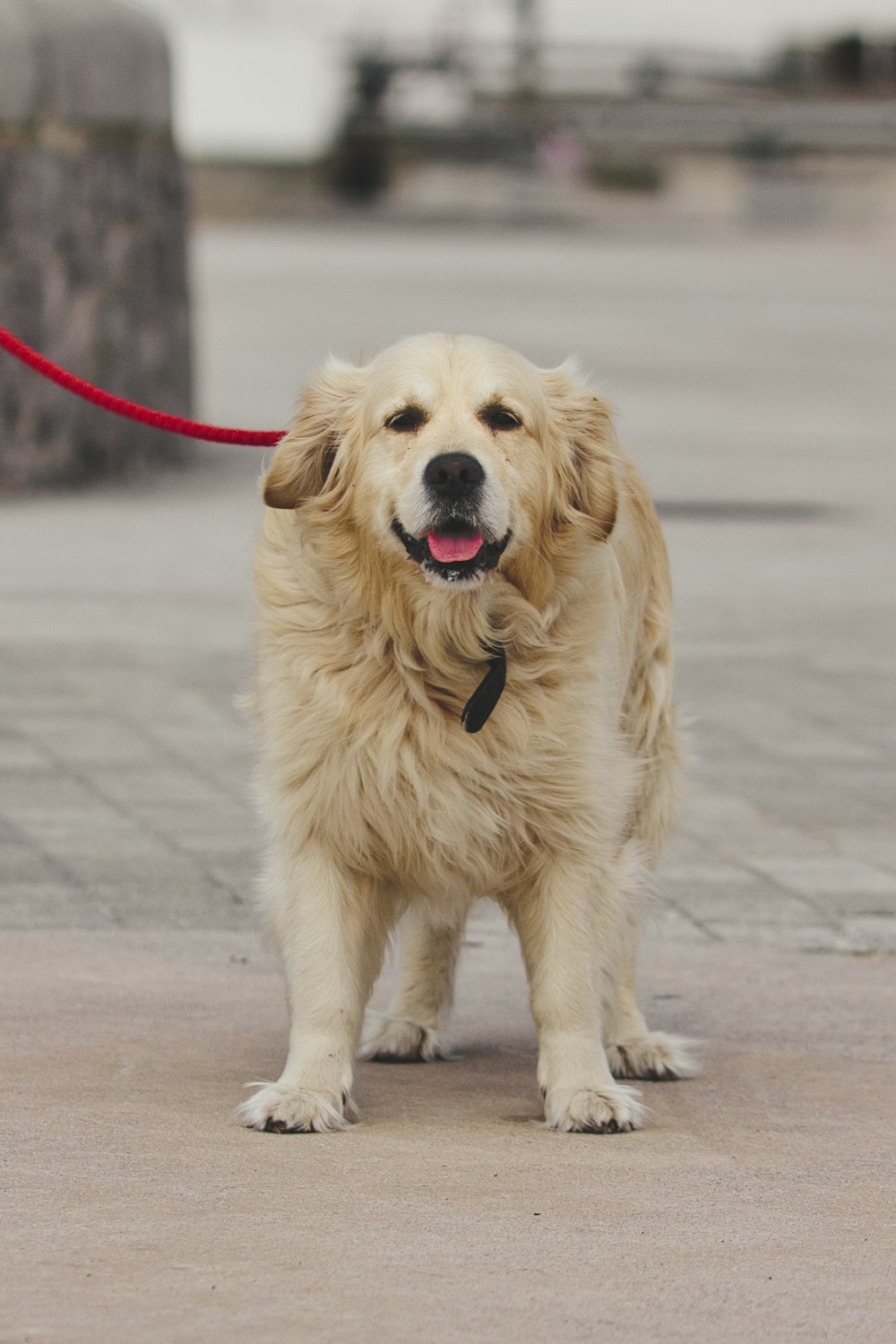 golden retriever running on road during daytime