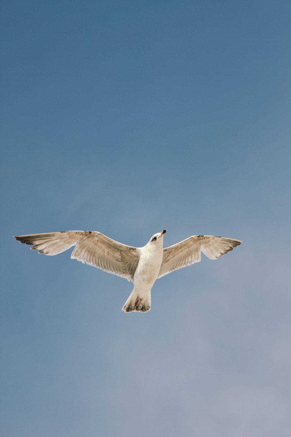 white and black bird flying under blue sky during daytime