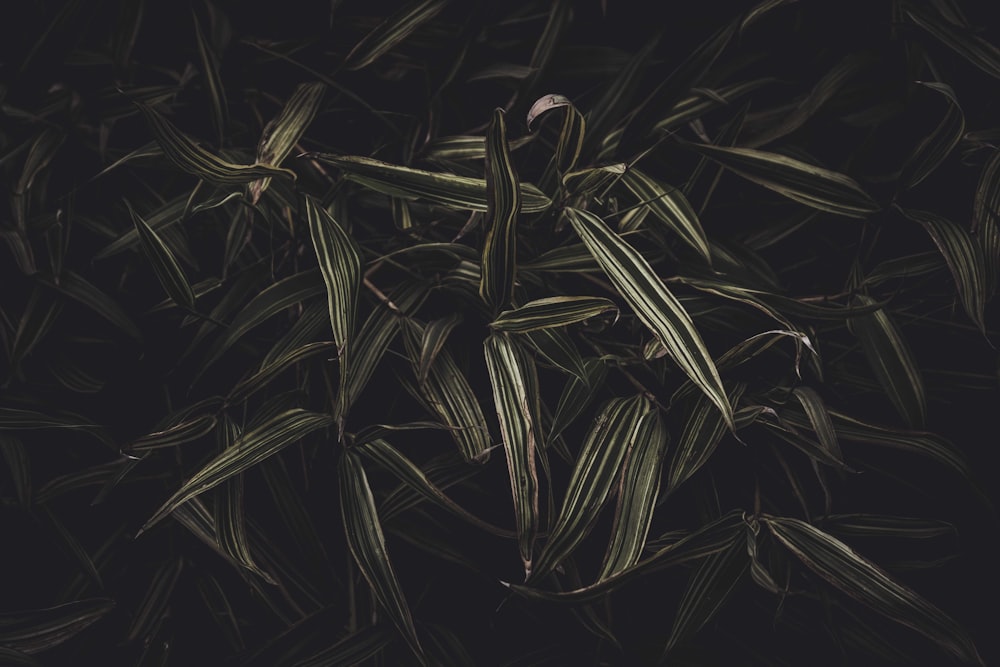 green plant leaves in black background