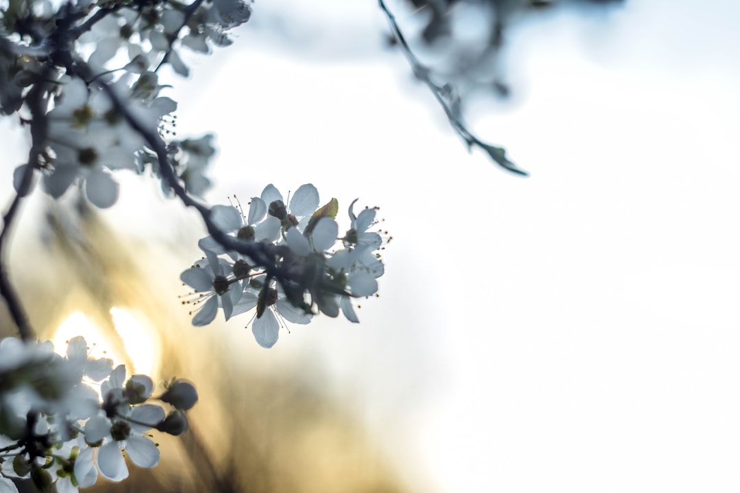 white flowers in tilt shift lens