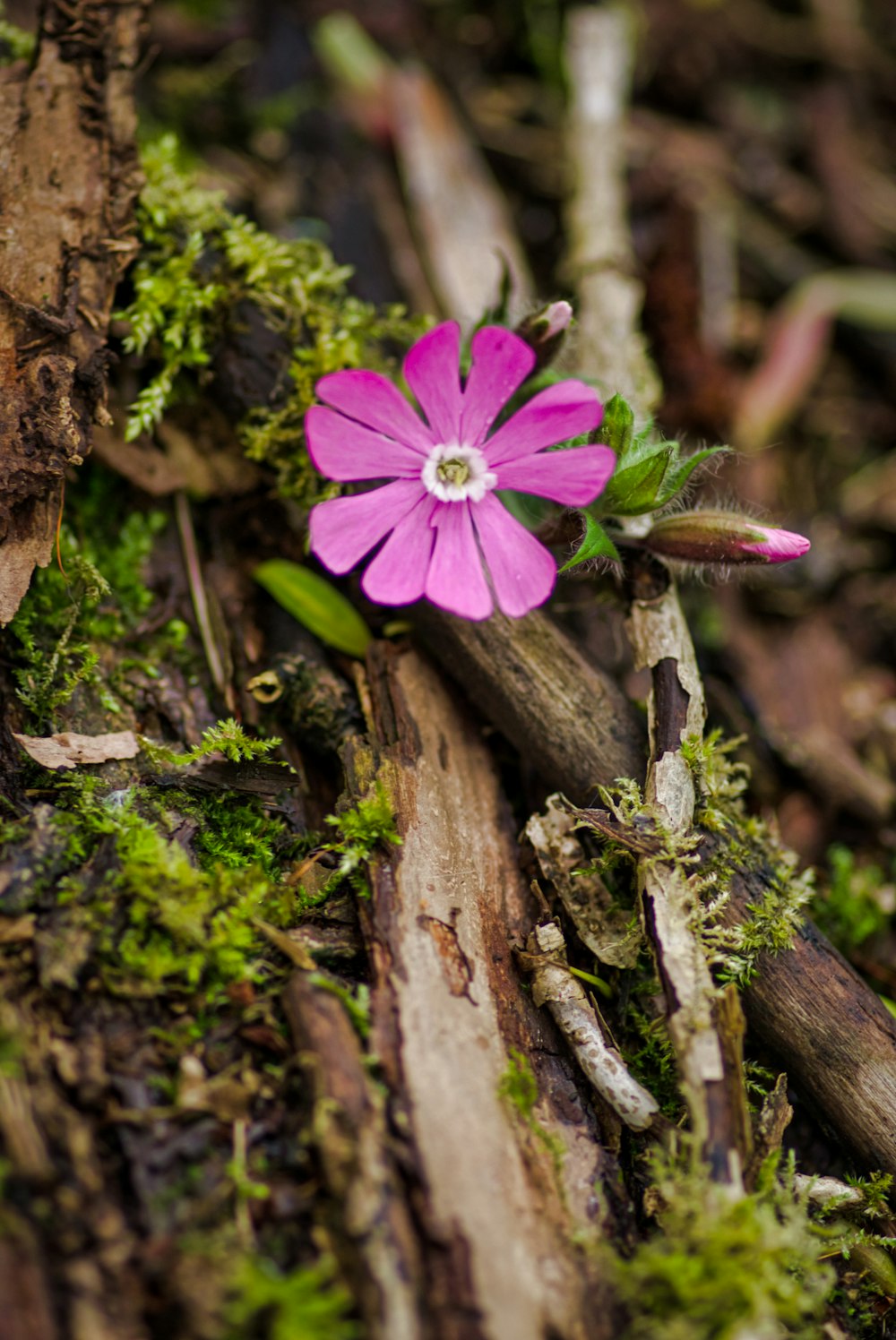 purple flower on brown tree trunk