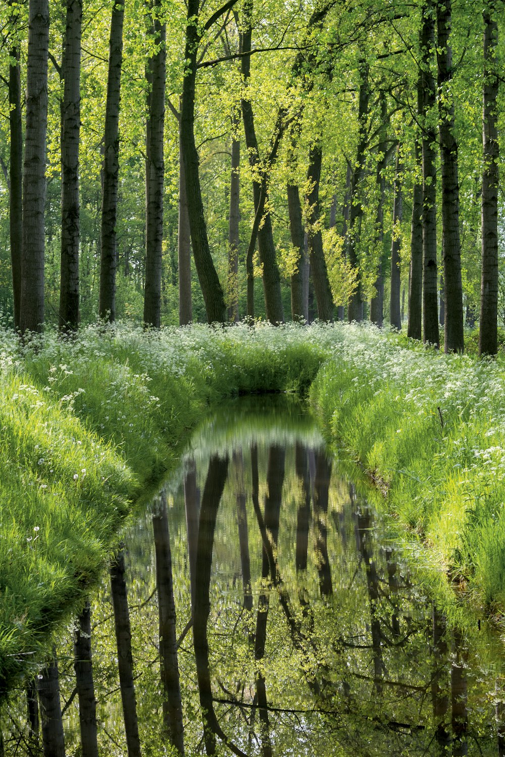 green grass and trees during daytime