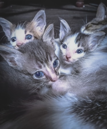 Three kittens with blue eyes are huddled closely together, showcasing their soft fur and curious expressions in a dimly lit setting.