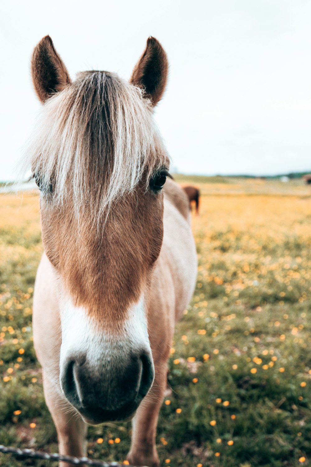 brown and white horse on green grass field during daytime