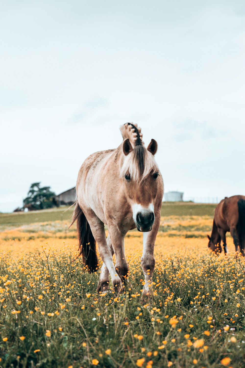 brown and white horses on green grass field during daytime