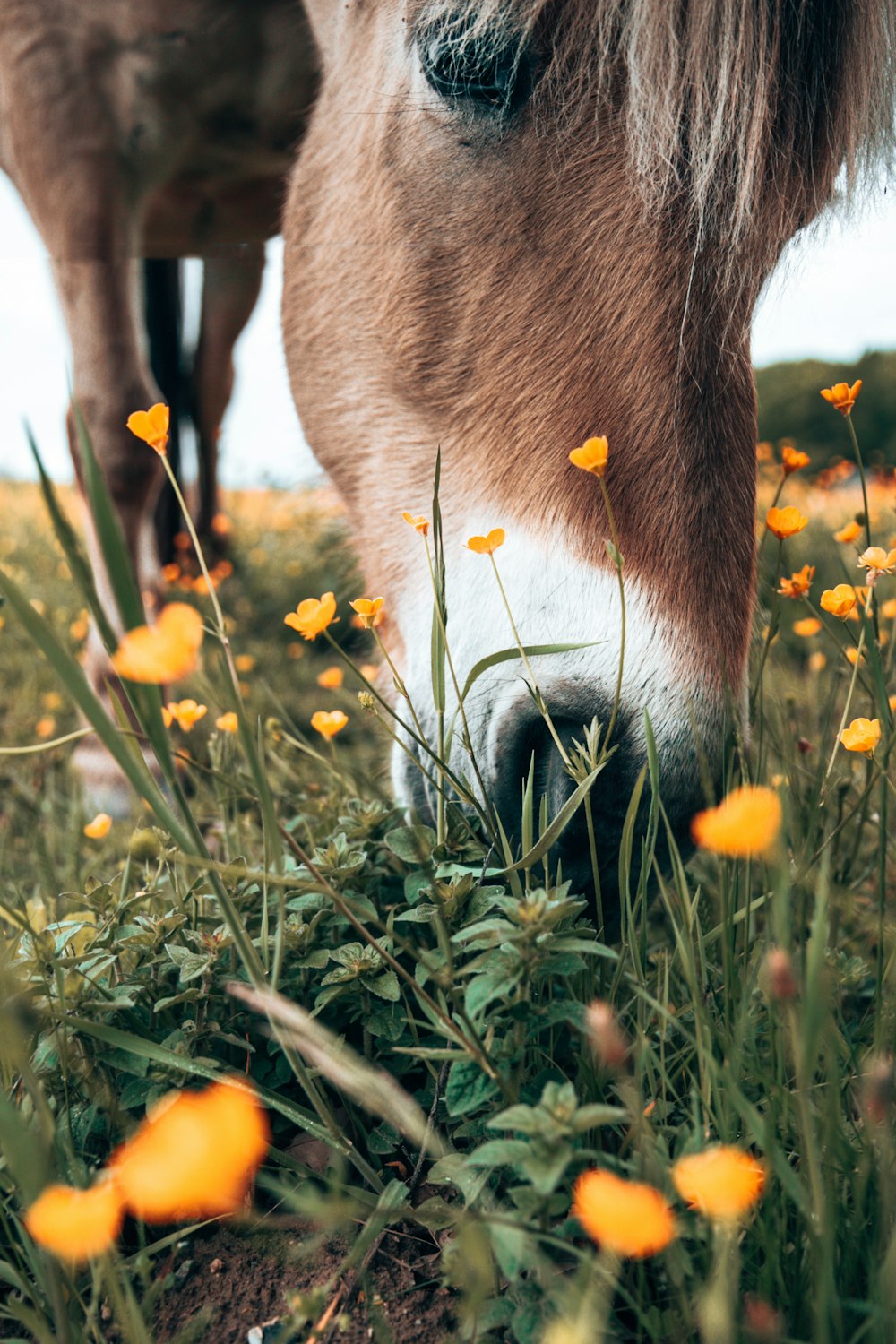 animal brun et blanc sur l’herbe verte pendant la journée