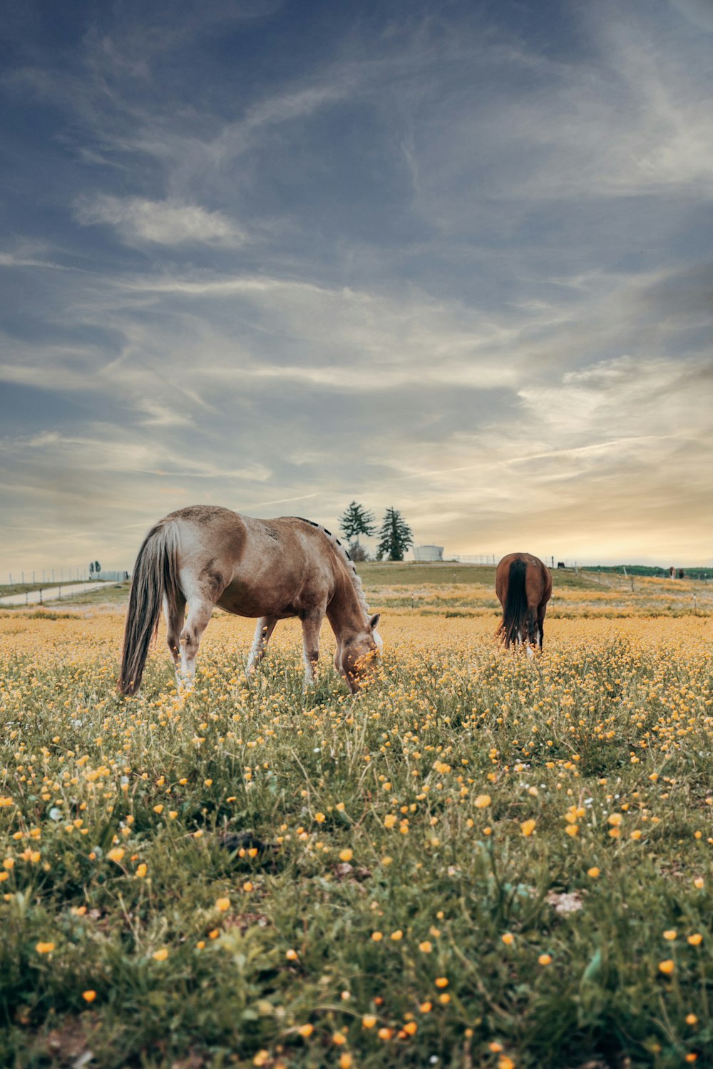 brown horse eating yellow flowers on green grass field under cloudy sky during daytime