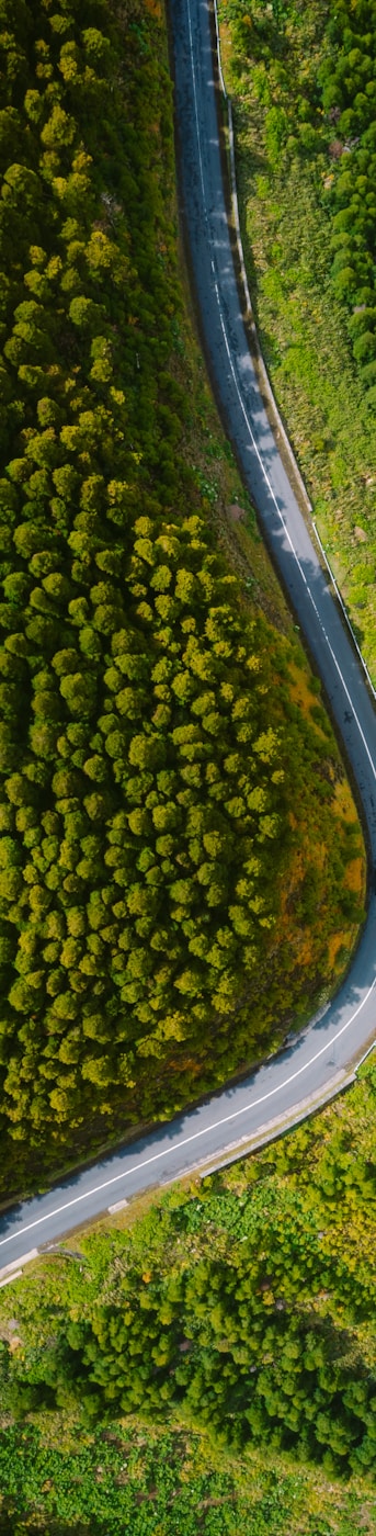 a winding road in the middle of a lush green forest