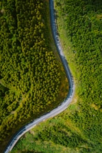 a winding road in the middle of a lush green forest